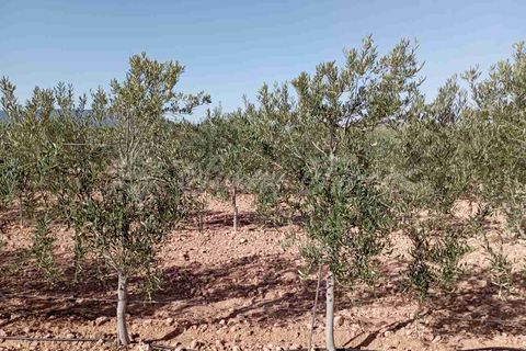 Helårsgrund i Yecla, Murcia, Yecla - € 300.000 | Ref: SF0504 - foto 9